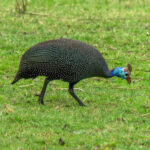Helmeted Guineafowl (Numida meleagris) @ Ndumo Game Reserve, South Africa. Photo: Håvard Rosenlund
