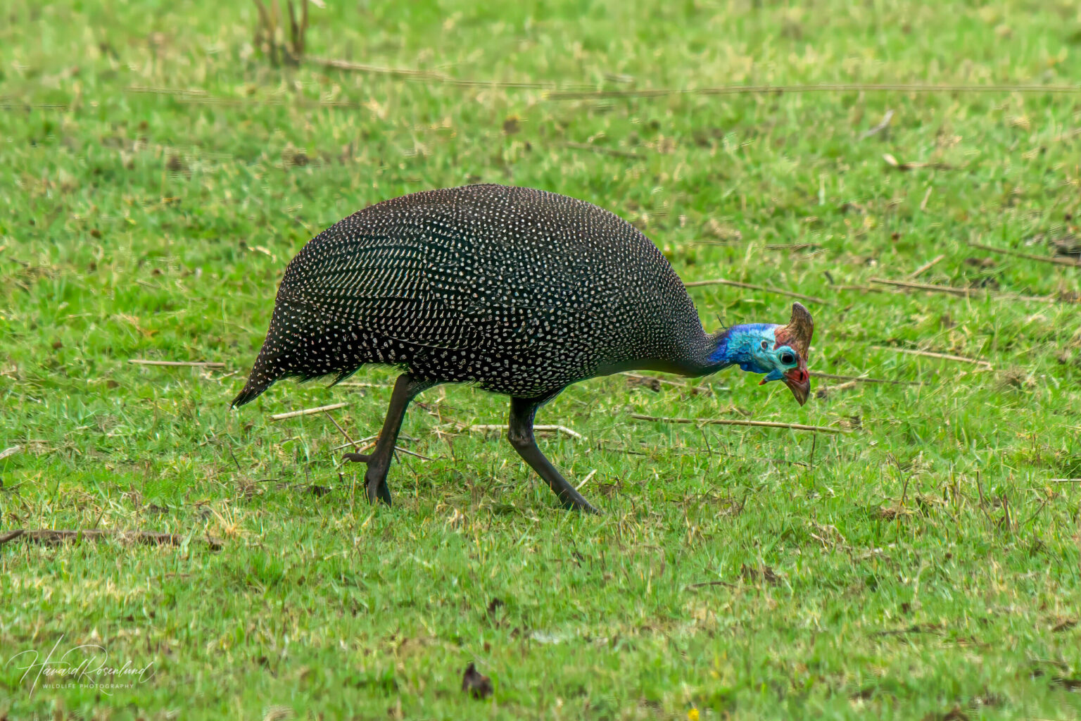 Helmeted Guineafowl (Numida meleagris) @ Ndumo Game Reserve, South Africa. Photo: Håvard Rosenlund