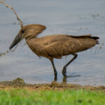 Hamerkop (Scopus umbretta) @ Ndumo Game Reserve, South Africa. Photo: Håvard Rosenlund
