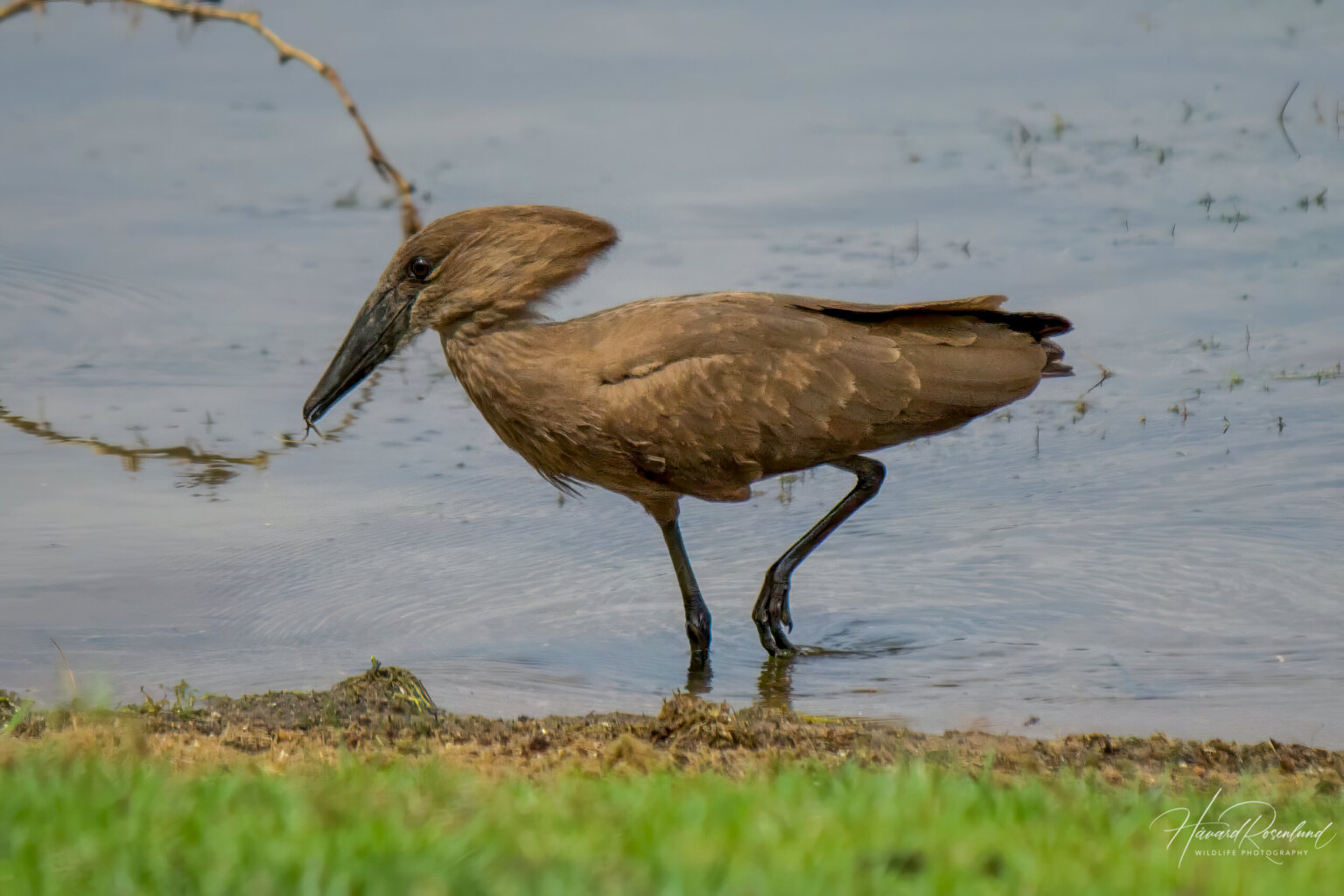 Hamerkop (Scopus umbretta) @ Ndumo Game Reserve, South Africa. Photo: Håvard Rosenlund
