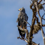 African Harrier-Hawk (Polyboroides typus) @ Ndumo Game Reserve, South Africa. Photo: Håvard Rosenlund