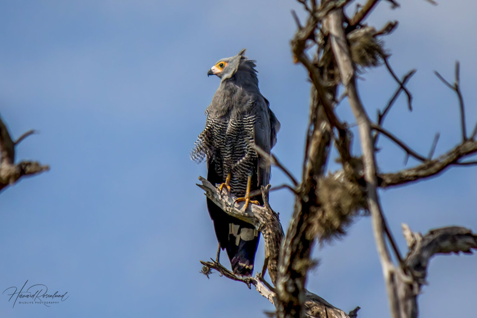 African Harrier-Hawk (Polyboroides typus) @ Ndumo Game Reserve, South Africa. Photo: Håvard Rosenlund
