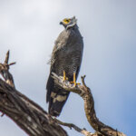 African Harrier-Hawk (Polyboroides typus) @ Ndumo Game Reserve, South Africa. Photo: Håvard Rosenlund