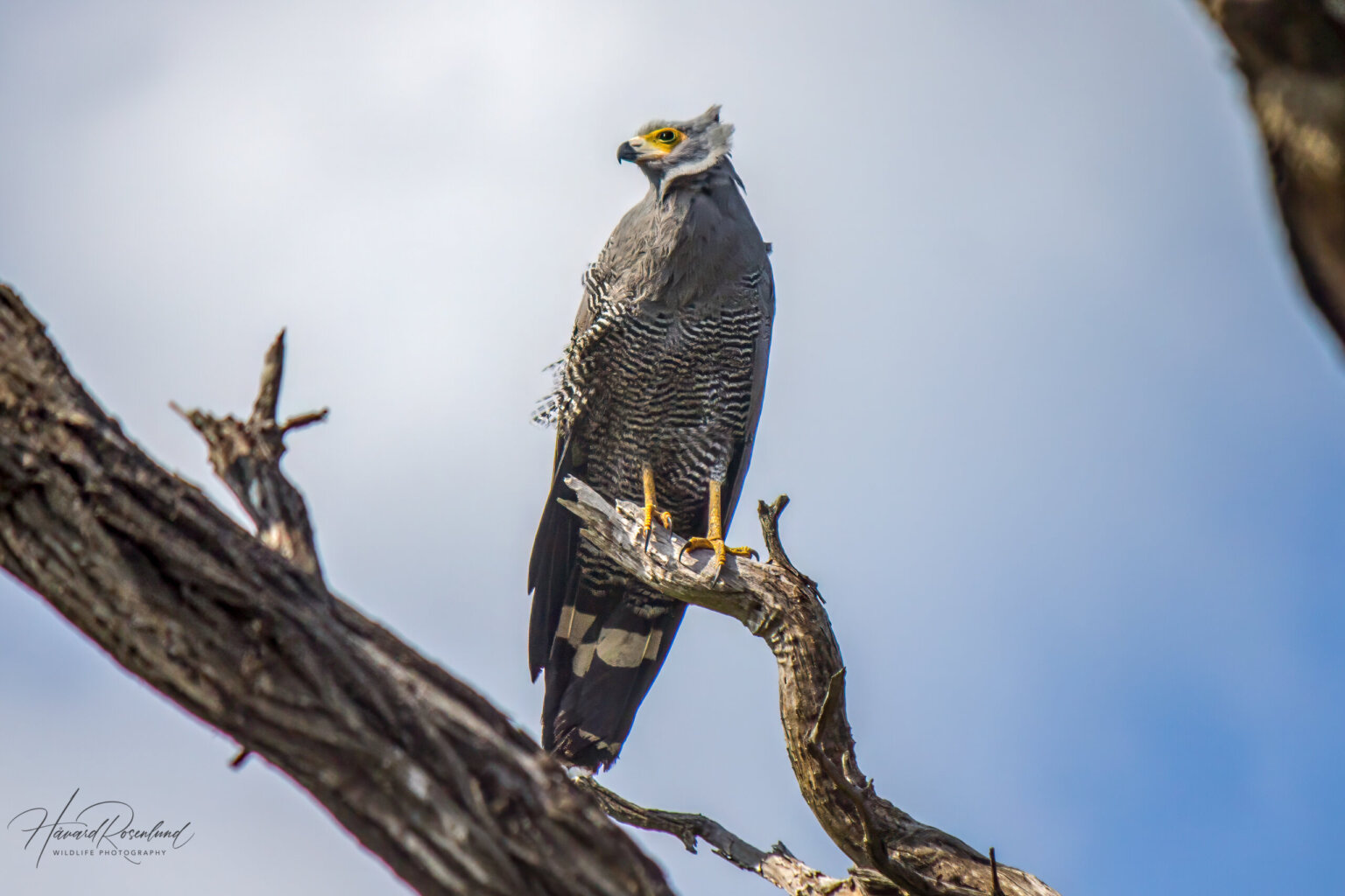 African Harrier-Hawk (Polyboroides typus) @ Ndumo Game Reserve, South Africa. Photo: Håvard Rosenlund