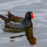 Common Moorhen (Gallinula chloropus) @ Richmond Park, London, United Kingdom. Photo: Håvard Rosenlund