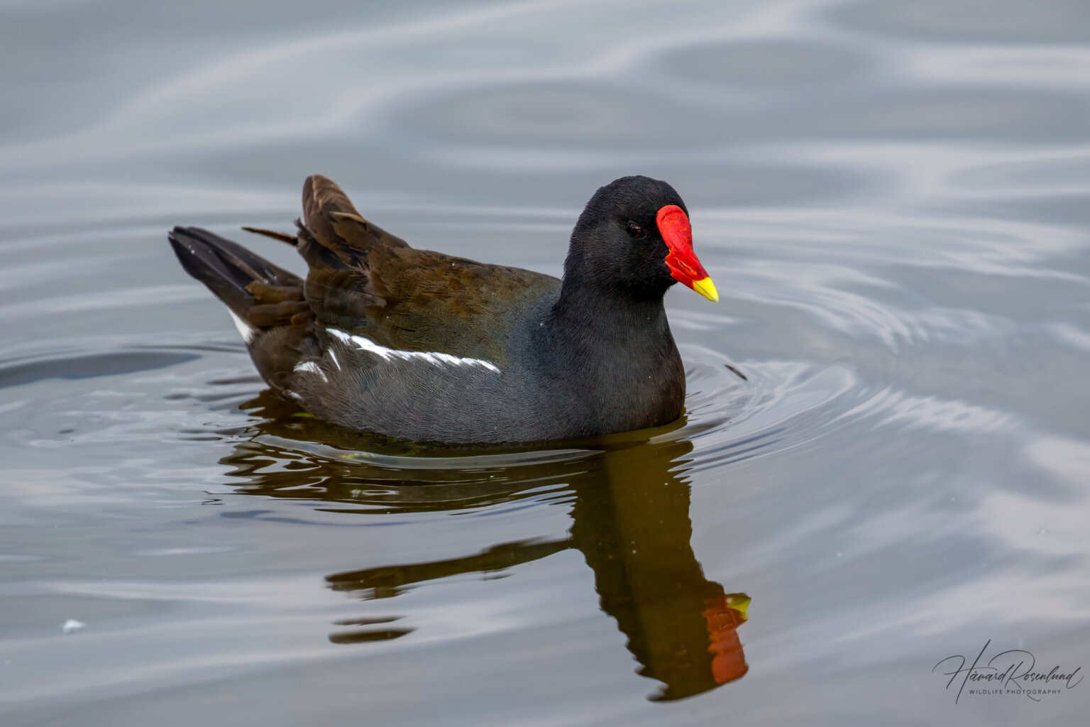 Common Moorhen (Gallinula chloropus) @ Richmond Park, London, United Kingdom. Photo: Håvard Rosenlund