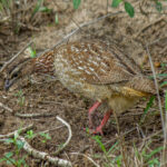 Crested Francolin (Ortygornis sephaena) @ Hluhluwe-iMfolozi Park, South Africa. Photo: Håvard Rosenlund