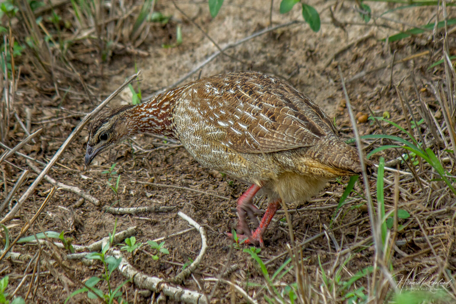 Crested Francolin (Ortygornis sephaena) @ Hluhluwe-iMfolozi Park, South Africa. Photo: Håvard Rosenlund
