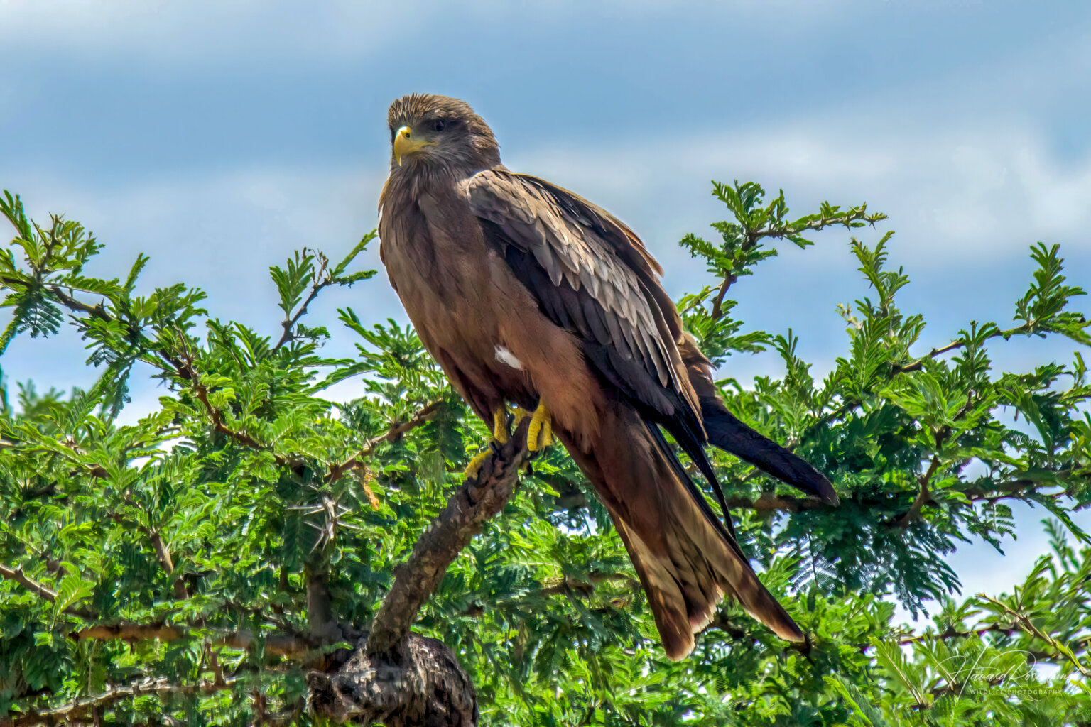 Yellow-billed Kite (Milvus aegyptius) @ Hluhlwe-iMfolozi Park, South Africa. Photo: Håvard Rosenlund