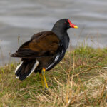 Common Moorhen (Gallinula chloropus) @ Richmond Park, London, United Kingdom. Photo: Håvard Rosenlund