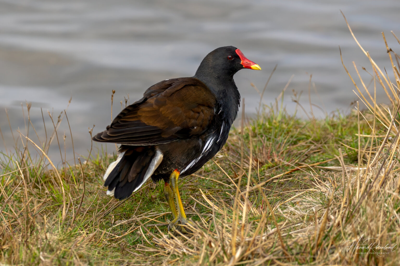 Common Moorhen (Gallinula chloropus) @ Richmond Park, London, United Kingdom. Photo: Håvard Rosenlund