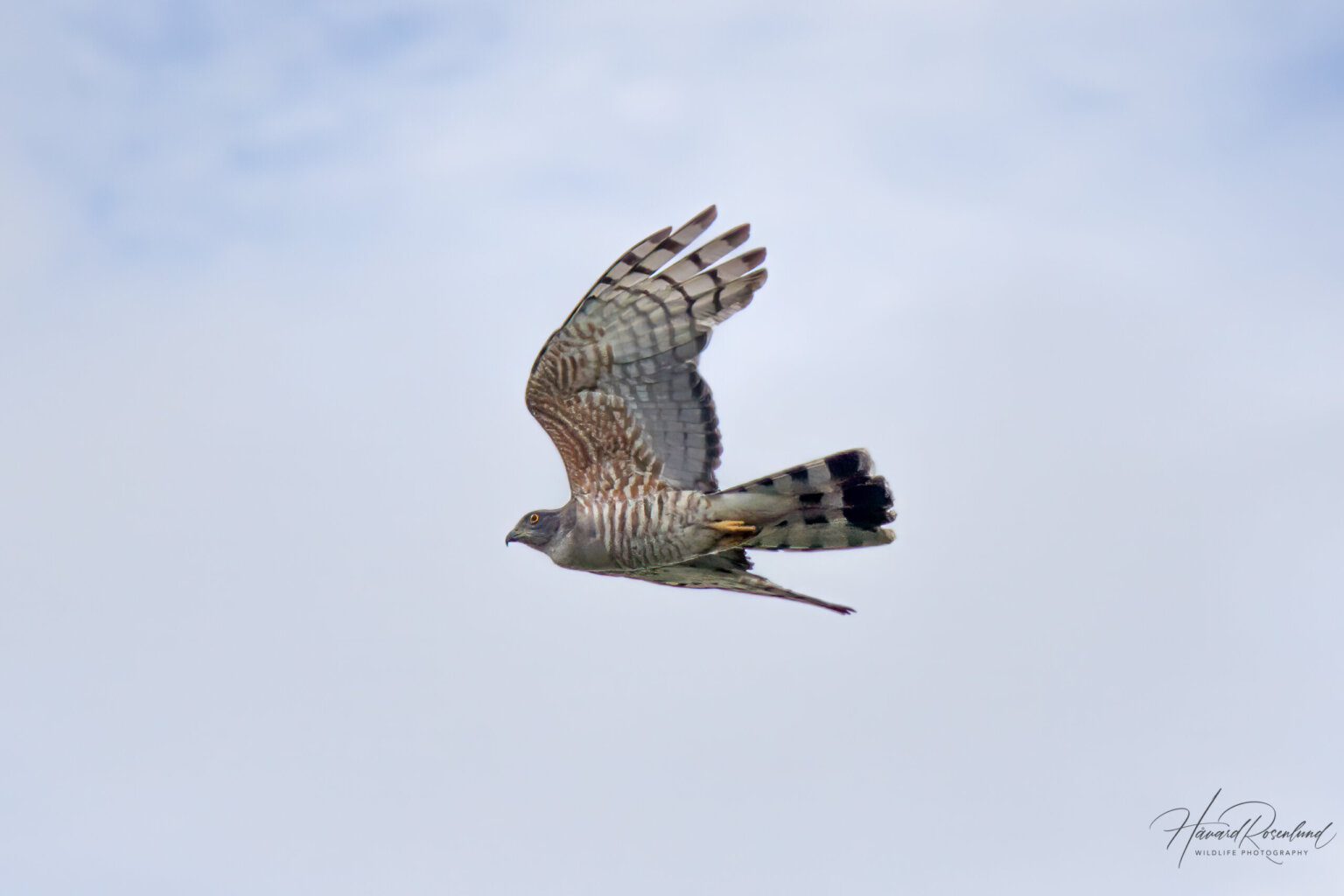 African Cuckoo-Hawk (Aviceda cuculoides) @ Tembe Elephant Park, South Africa. Photo: Håvard Rosenlund
