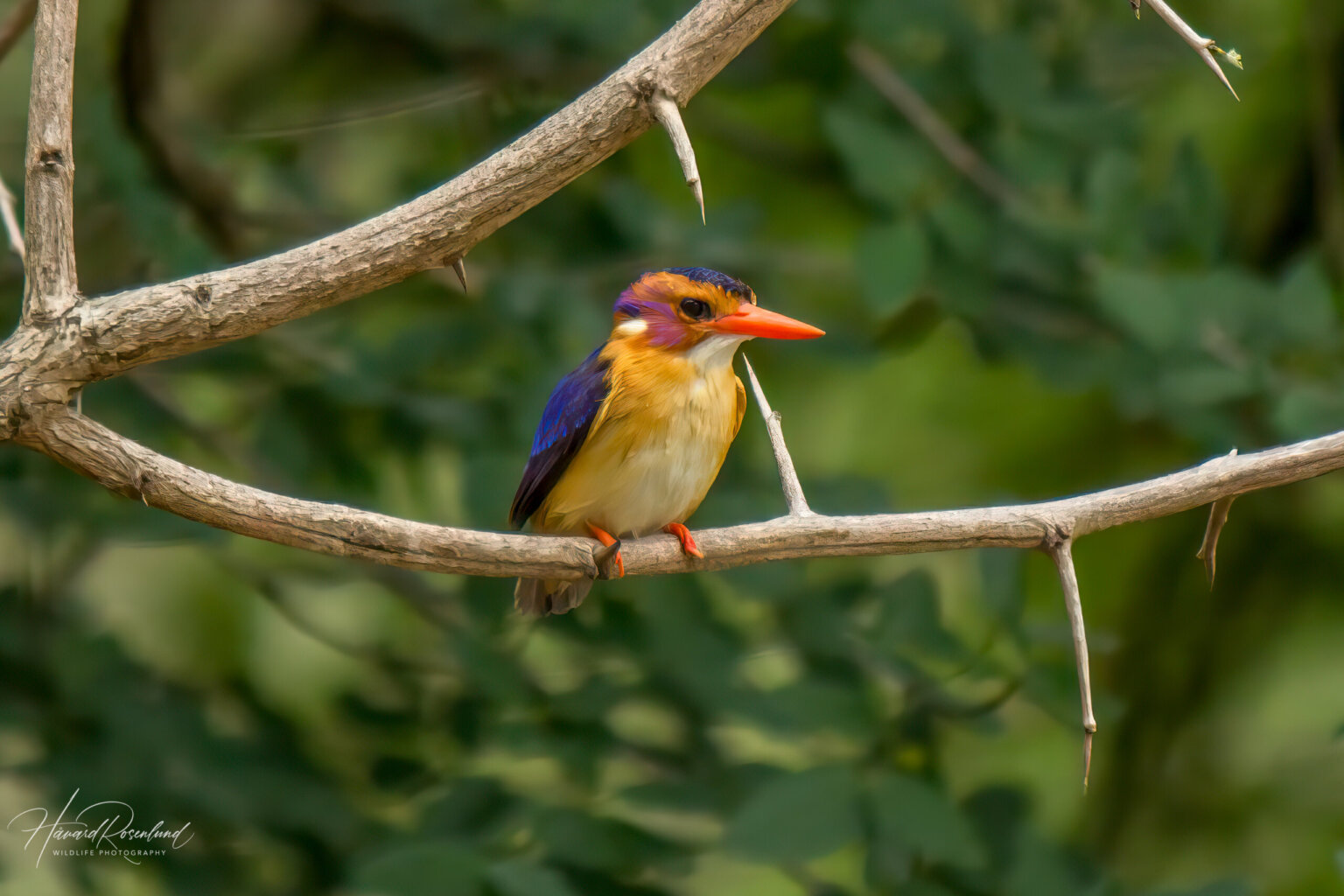 African Pygmy Kingfisher (Ispidina picta) @ Phinda Private Game Reserve, South Africa. Photo: Håvard Rosenlund