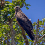 Yellow-billed Kite (Milvus aegyptius) @ St Lucia Estuary, South Africa. Photo: Håvard Rosenlund
