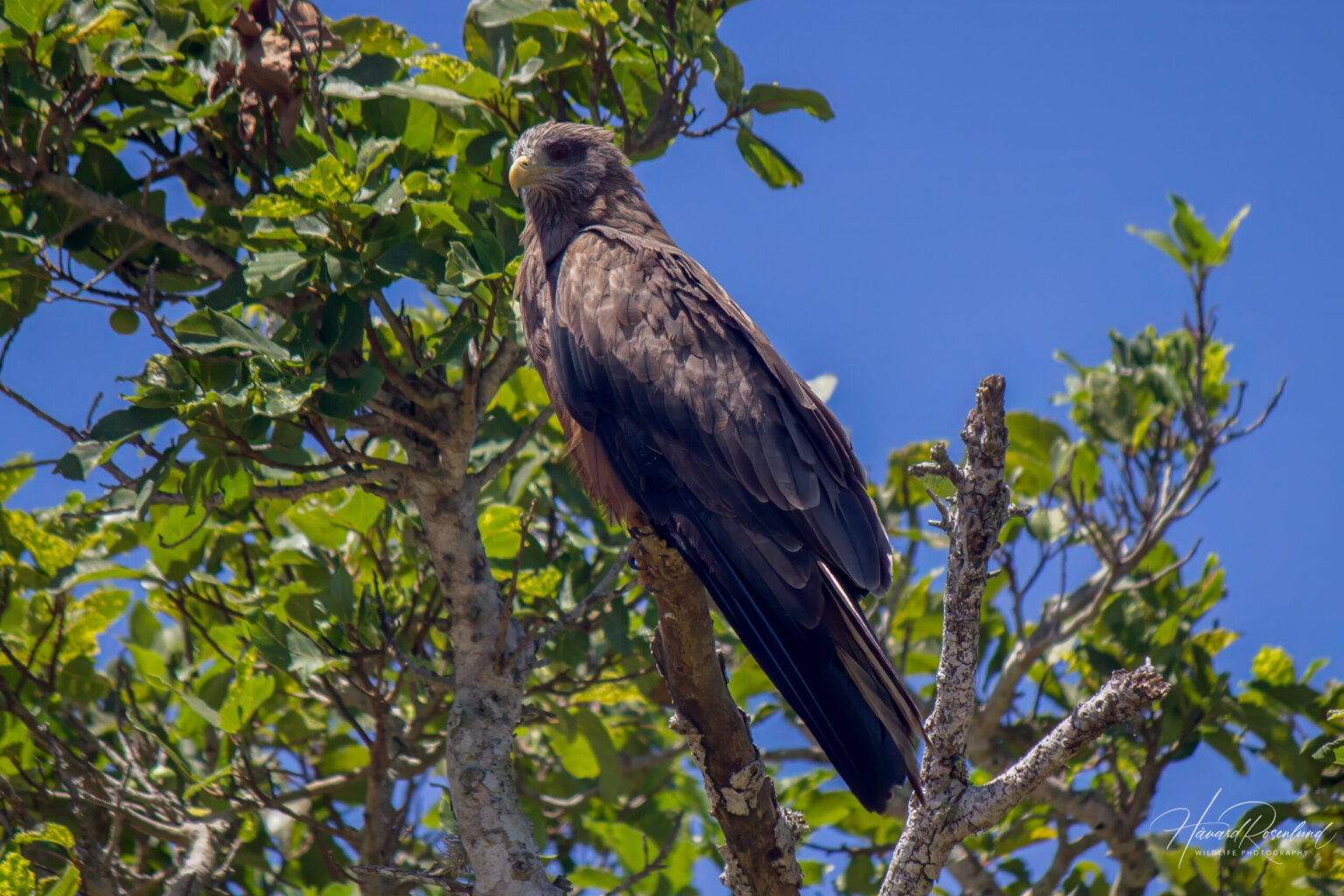 Yellow-billed Kite (Milvus aegyptius) @ St Lucia Estuary, South Africa. Photo: Håvard Rosenlund