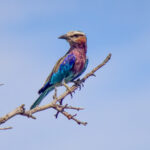 Lilac-breasted Roller (Coracias caudatus) @ Hluhluwe-iMfolozi Park, South Africa. Photo: Håvard Rosenlund