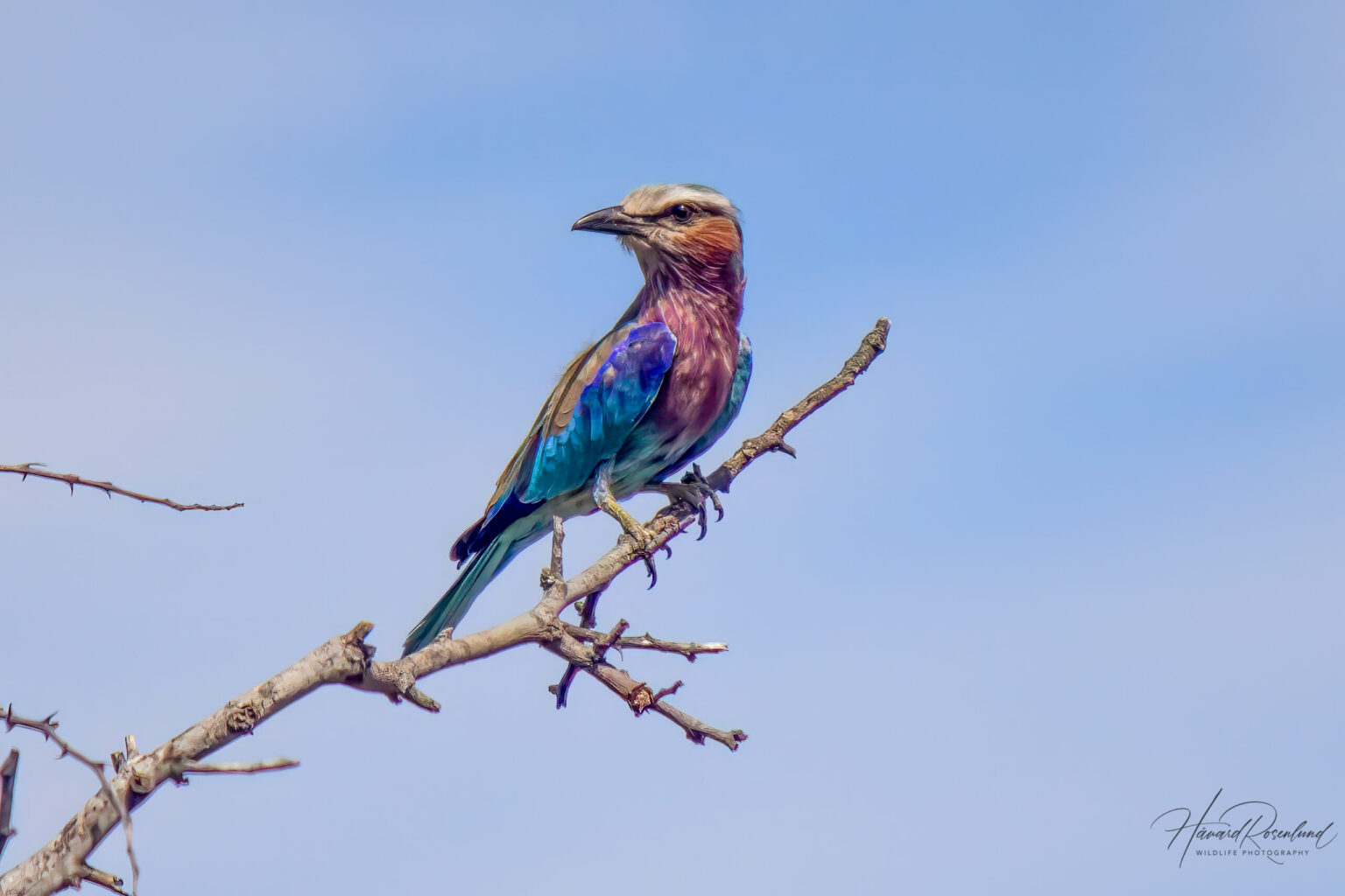 Lilac-breasted Roller (Coracias caudatus) @ Hluhluwe-iMfolozi Park, South Africa. Photo: Håvard Rosenlund