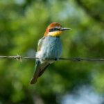European Bee-eater (Merops apiaster) @ Ndumo Game Reserve, South Africa. Photo: Håvard Rosenlund