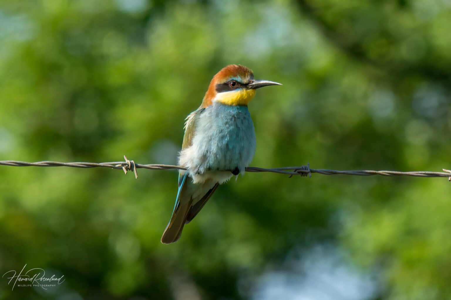European Bee-eater (Merops apiaster) @ Ndumo Game Reserve, South Africa. Photo: Håvard Rosenlund