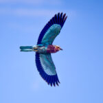 Lilac-breasted Roller (Coracias caudatus) @ Hluhluwe-iMfolozi Park, South Africa. Photo: Håvard Rosenlund