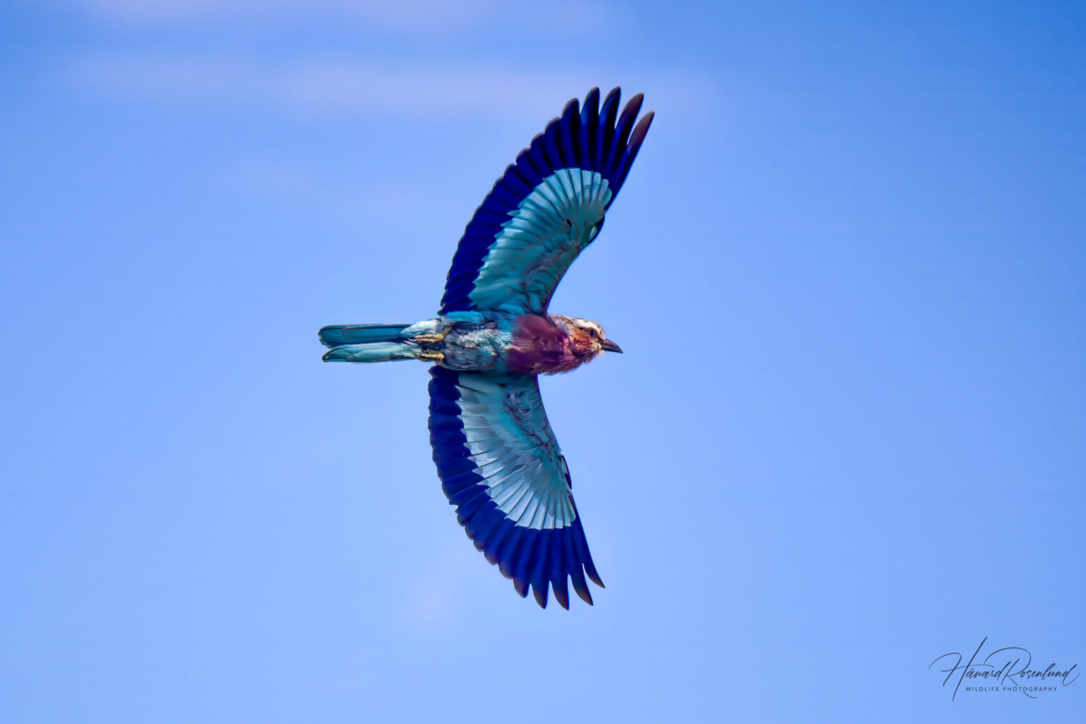 Lilac-breasted Roller (Coracias caudatus) @ Hluhluwe-iMfolozi Park, South Africa. Photo: Håvard Rosenlund
