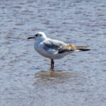 Grey-headed Gull (Chroicocephalus cirrocephalus) - Non-breeding @ Cape Vidal - iSimangaliso Wetland Park, South Africa. Photo: Håvard Rosenlund