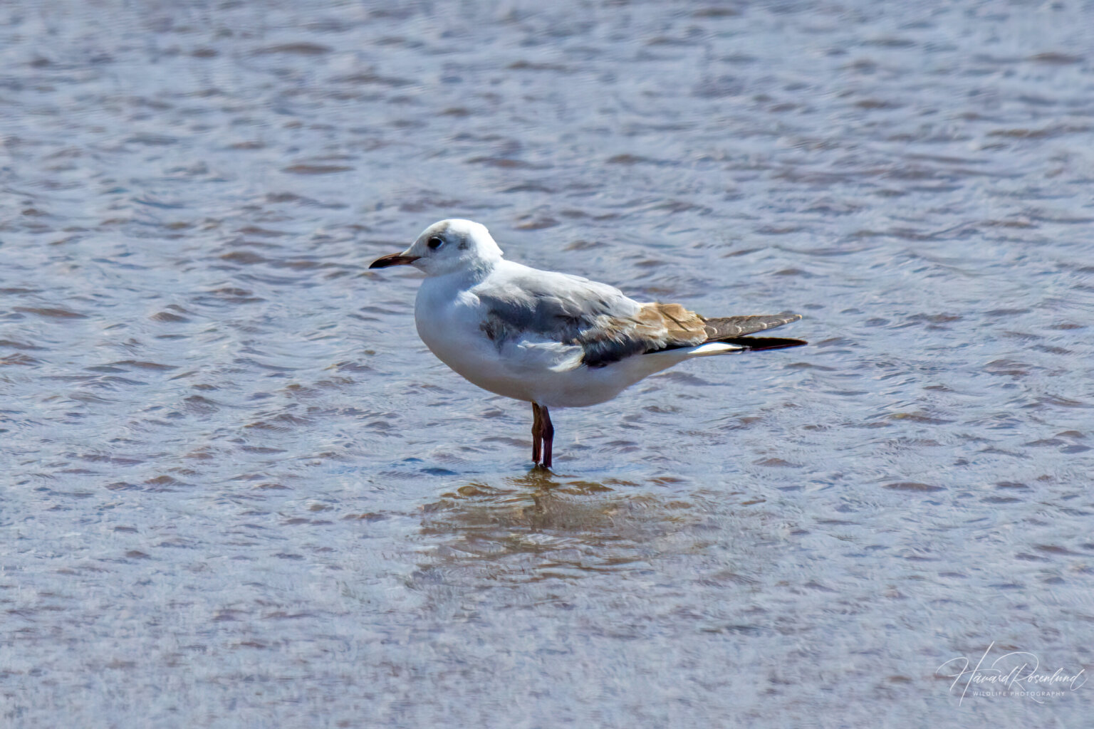 Grey-headed Gull (Chroicocephalus cirrocephalus) - Non-breeding @ Cape Vidal - iSimangaliso Wetland Park, South Africa. Photo: Håvard Rosenlund