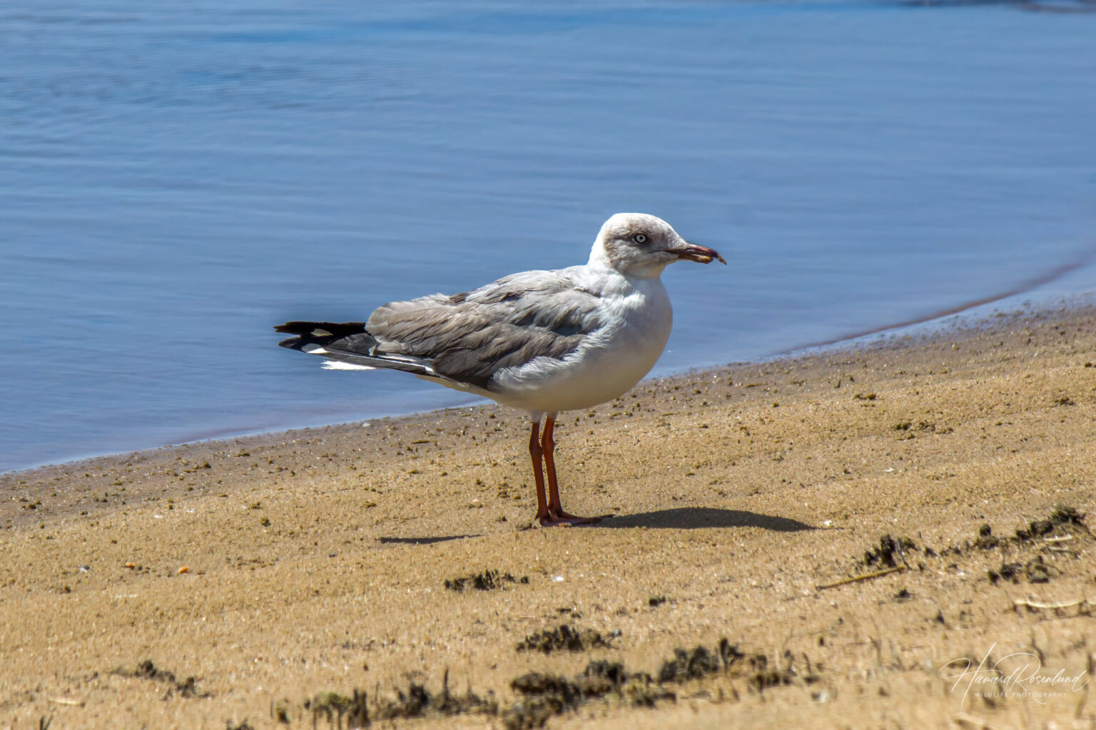 Grey-headed Gull (Chroicocephalus cirrocephalus) - Non-breeding @ Cape Vidal - iSimangaliso Wetland Park, South Africa. Photo: Håvard Rosenlund