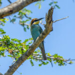 European Bee-eater (Merops apiaster) @ Ndumo Game Reserve, South Africa. Photo: Håvard Rosenlund