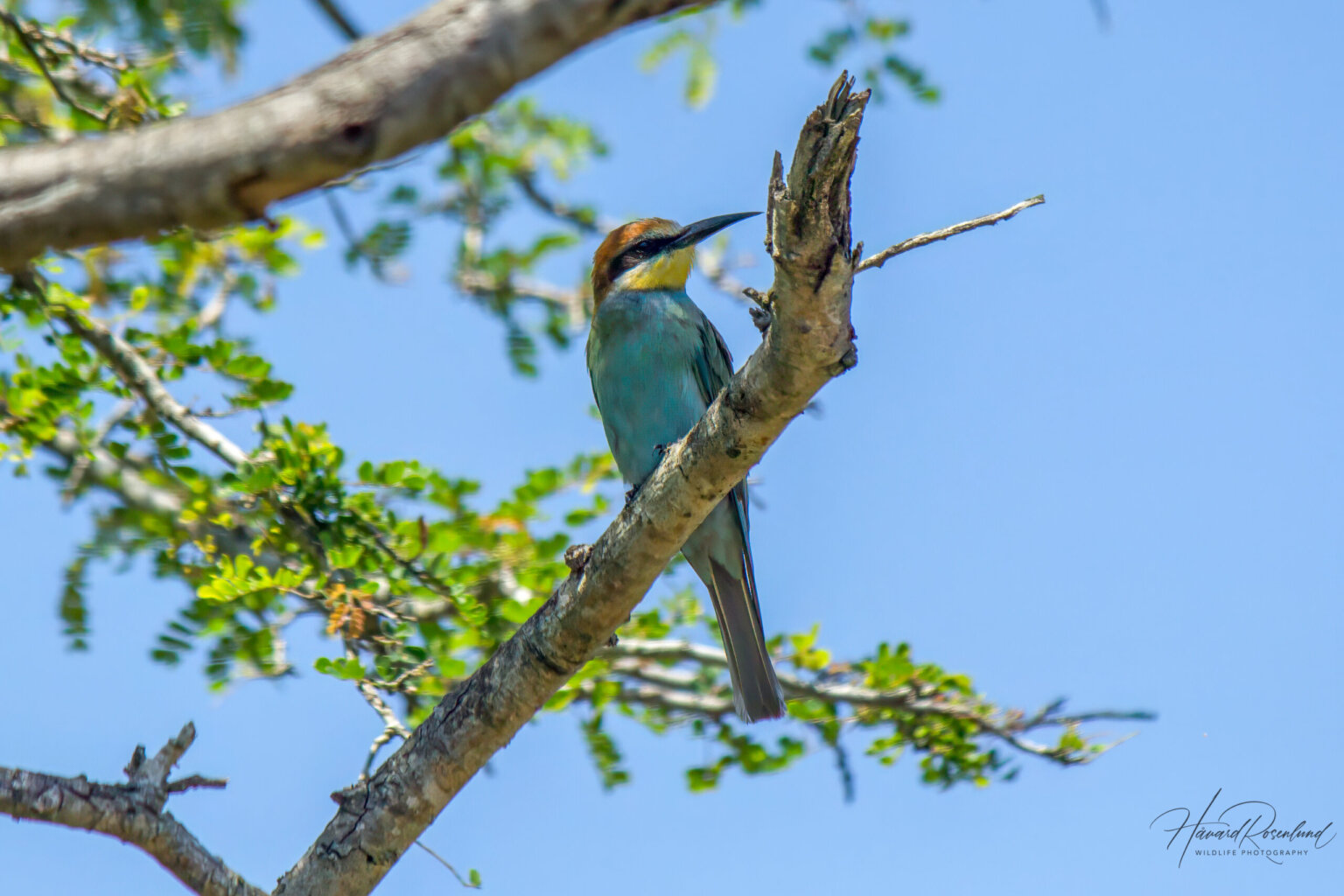 European Bee-eater (Merops apiaster) @ Ndumo Game Reserve, South Africa. Photo: Håvard Rosenlund