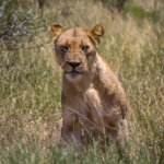 Lioness (Panthera leo) @ Hluhluwe-iMfolozi Park, South Africa. Photo: Håvard Rosenlund