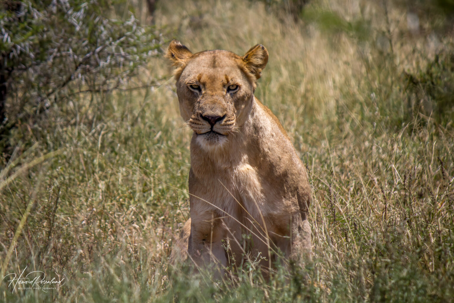 Lioness (Panthera leo) @ Hluhluwe-iMfolozi Park, South Africa. Photo: Håvard Rosenlund