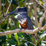Giant Kingfisher (Megaceryle maxima) - Female @ St Lucia Estuary, South Africa. Photo: Håvard Rosenlund