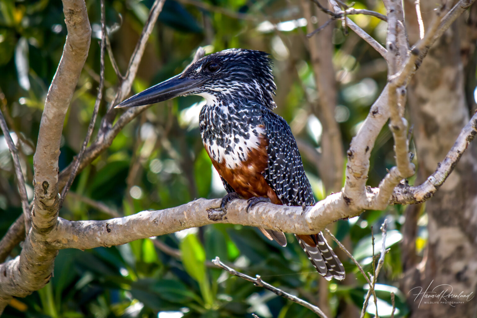 Giant Kingfisher (Megaceryle maxima) - Female @ St Lucia Estuary, South Africa. Photo: Håvard Rosenlund