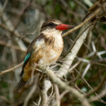 Brown-hooded Kingfisher (Halcyon albiventris) @ Eastern Shores - iSimangaliso Wetland Park, South Africa. Photo: Håvard Rosenlund