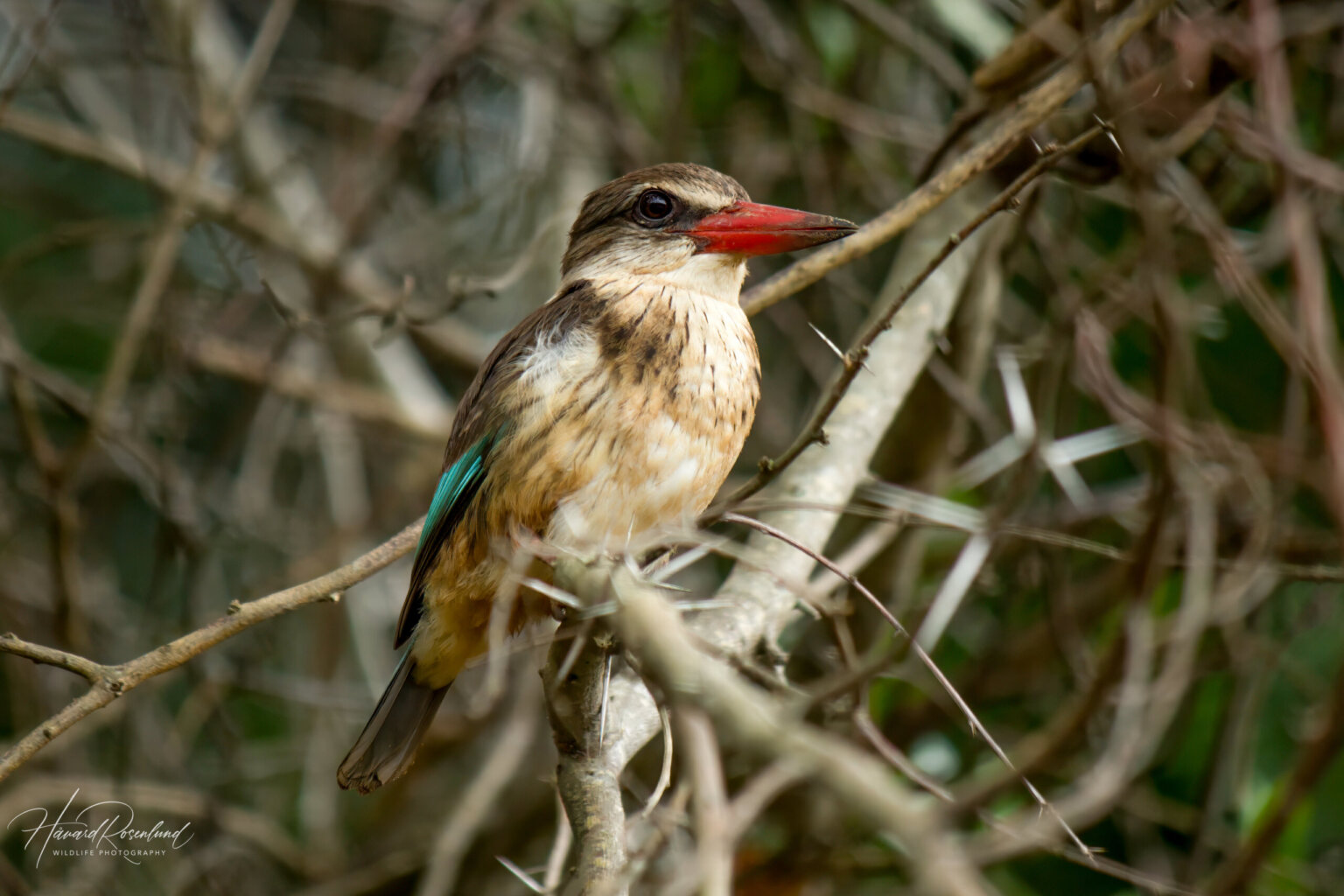 Brown-hooded Kingfisher (Halcyon albiventris) @ Eastern Shores - iSimangaliso Wetland Park, South Africa. Photo: Håvard Rosenlund