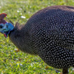 Helmeted Guineafowl (Numida meleagris) @ Drakensberg, South Africa. Photo: Håvard Rosenlund