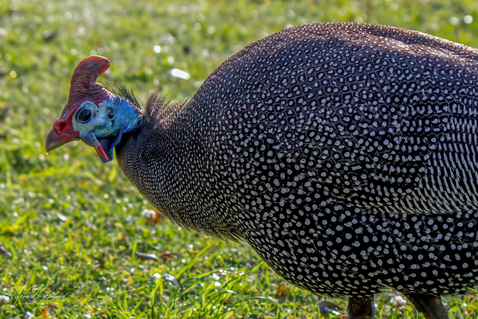 Helmeted Guineafowl (Numida meleagris) @ Drakensberg, South Africa. Photo: Håvard Rosenlund
