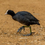 Eurasian Coot (Fulica atra) @ Richmond Park, London, United Kingdom. Photo: Håvard Rosenlund