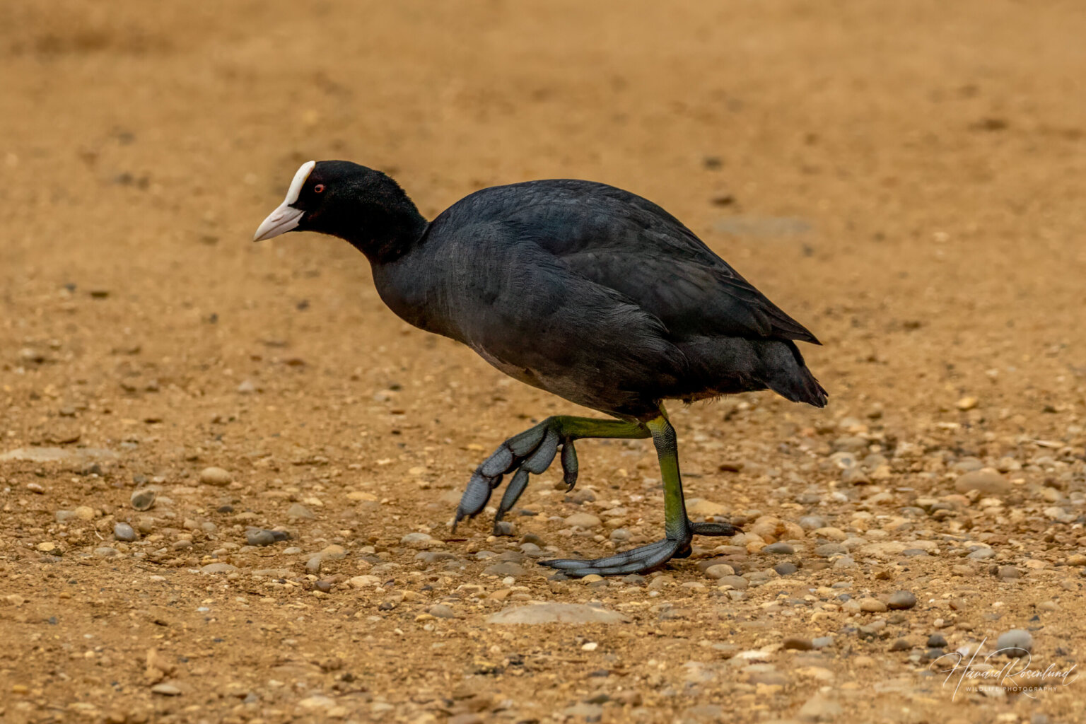 Eurasian Coot (Fulica atra) @ Richmond Park, London, United Kingdom. Photo: Håvard Rosenlund