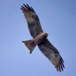 Yellow-billed Kite (Milvus aegyptius) @ St Lucia Estuary, South Africa. Photo: Håvard Rosenlund