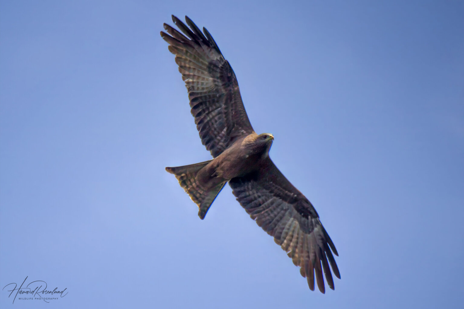 Yellow-billed Kite (Milvus aegyptius) @ St Lucia Estuary, South Africa. Photo: Håvard Rosenlund