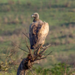 White-backed Vulture (Gyps africanus) @ Hluhluwe-iMfolozi Park, South Africa. Photo: Håvard Rosenlund