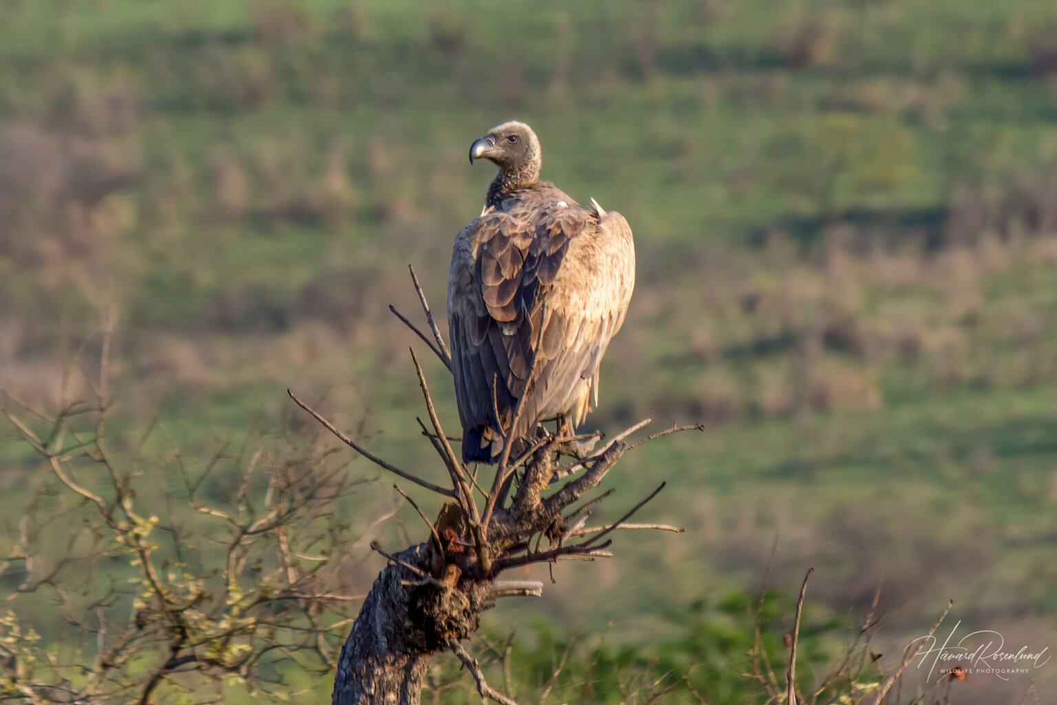 White-backed Vulture (Gyps africanus) @ Hluhluwe-iMfolozi Park, South Africa. Photo: Håvard Rosenlund