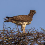 Kampørn (Polemaetus bellicosus) @ Hluhluwe-iMfolozi Park, Sør-Afrika. Foto: Håvard Rosenlund