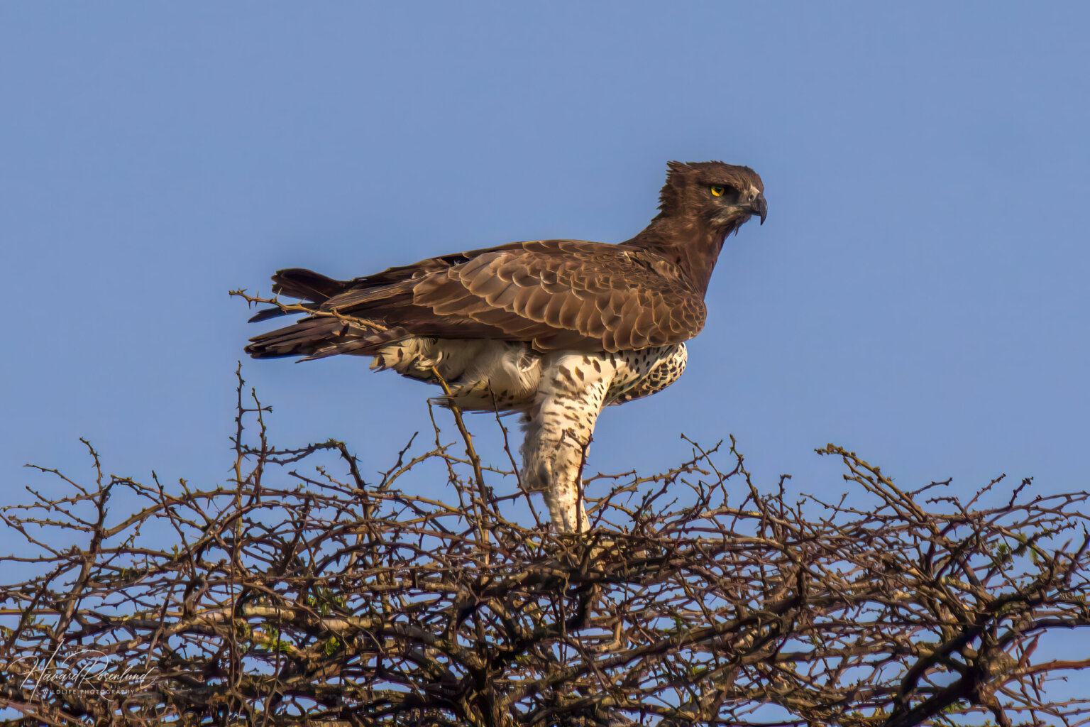 Kampørn (Polemaetus bellicosus) @ Hluhluwe-iMfolozi Park, Sør-Afrika. Foto: Håvard Rosenlund
