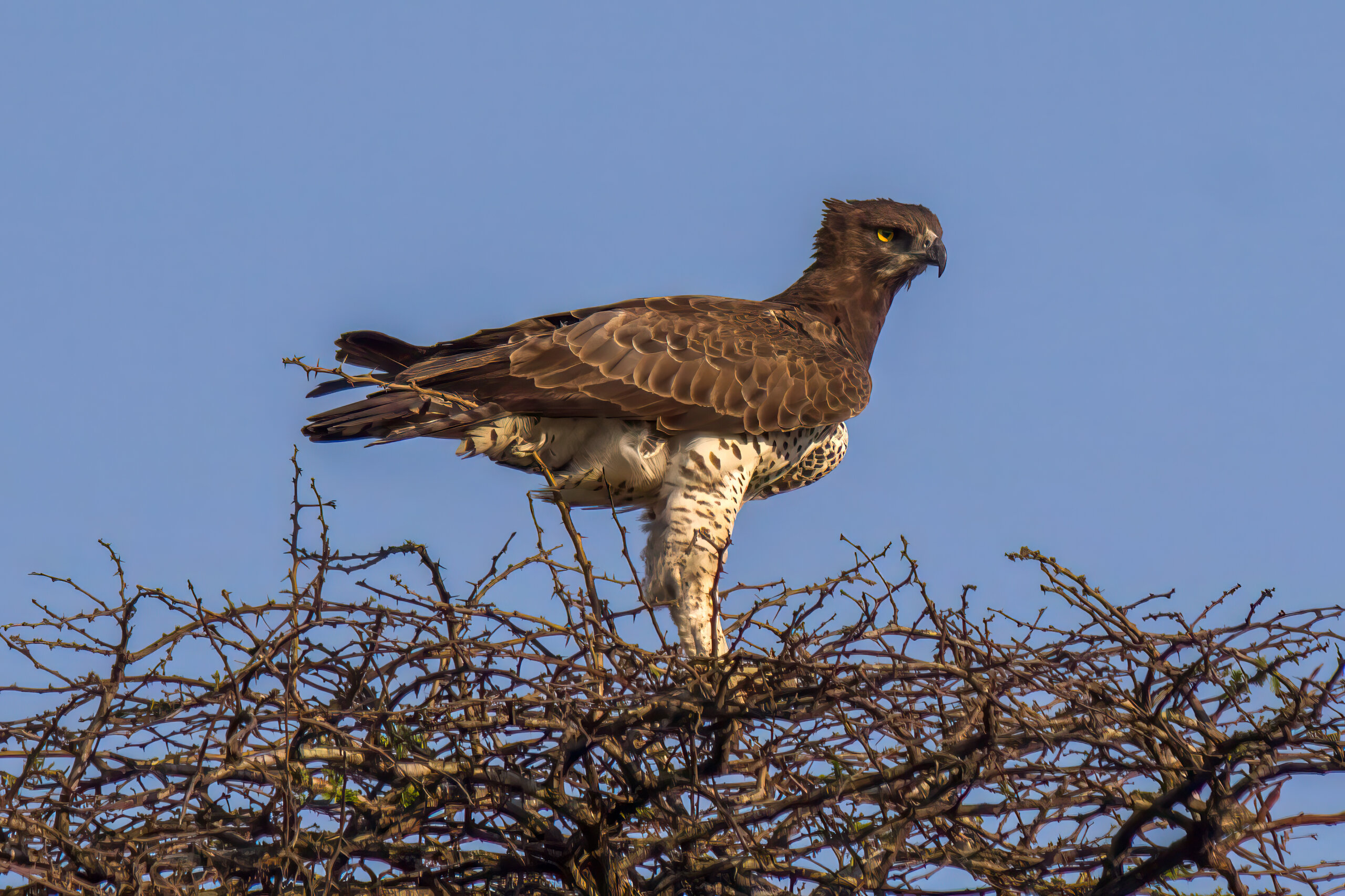 Kampørn (Polemaetus bellicosus) @ Hluhluwe-iMfolozi Park, Sør-Afrika. Foto: Håvard Rosenlund