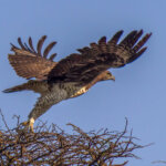 Kampørn (Polemaetus bellicosus) @ Hluhluwe-iMfolozi Park, Sør-Afrika. Foto: Håvard Rosenlund