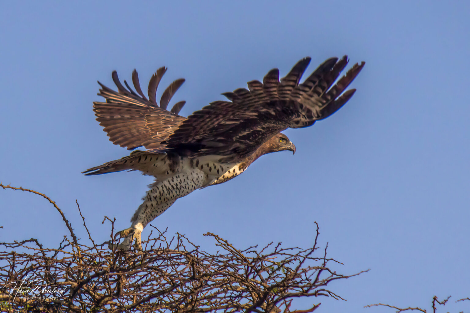 Kampørn (Polemaetus bellicosus) @ Hluhluwe-iMfolozi Park, Sør-Afrika. Foto: Håvard Rosenlund