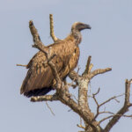 White-backed Vulture (Gyps africanus) @ Hluhluwe-iMfolozi Park, South Africa. Photo: Håvard Rosenlund